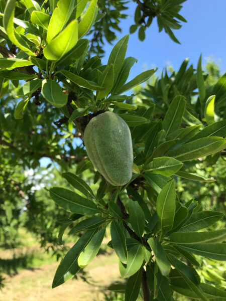 La fête de l’amande d’Oraison