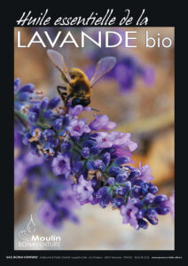 Huile essentielle de lavande bio Terres de Bonaventure